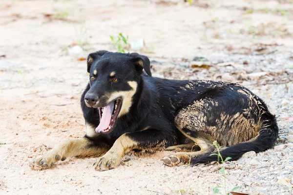 Straßenhund — Stockfoto