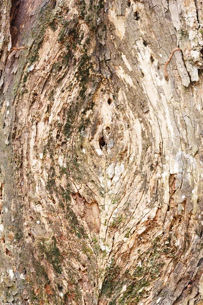 Baumrinde — Stockfoto