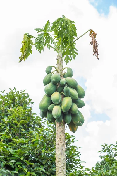 Stervende papaya — Stockfoto