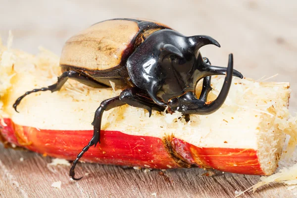 Gul fem behornade skalbagge — Stockfoto