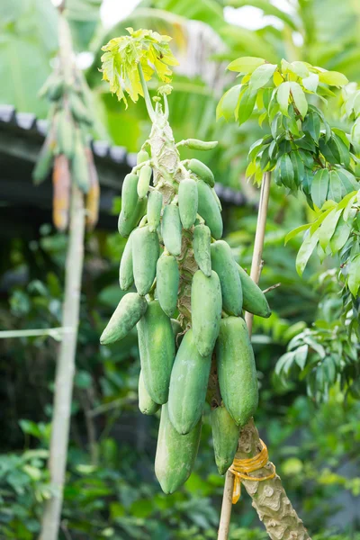 Papaya agonizante — Foto de Stock