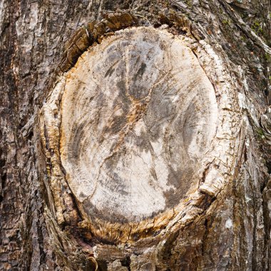 Ağaç kabuğu