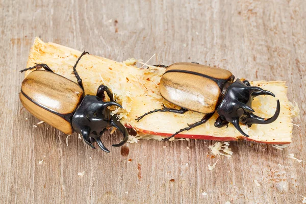 Yellow five horned beetle — Stock Photo, Image