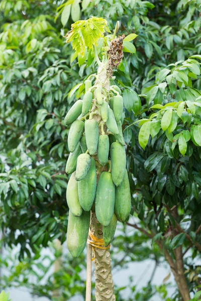 Papaya agonizante — Foto de Stock