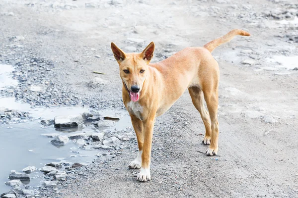 Straßenhund — Stockfoto