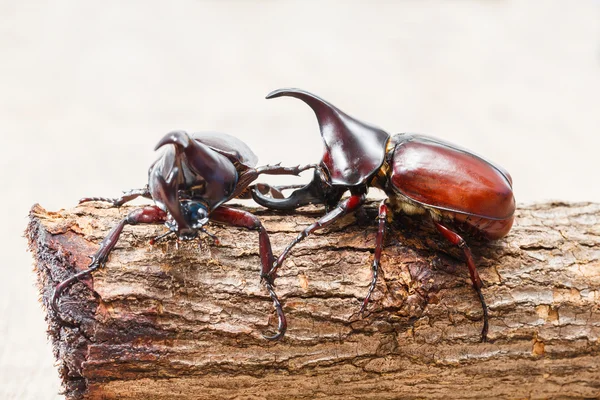 Lutte contre le scarabée — Photo