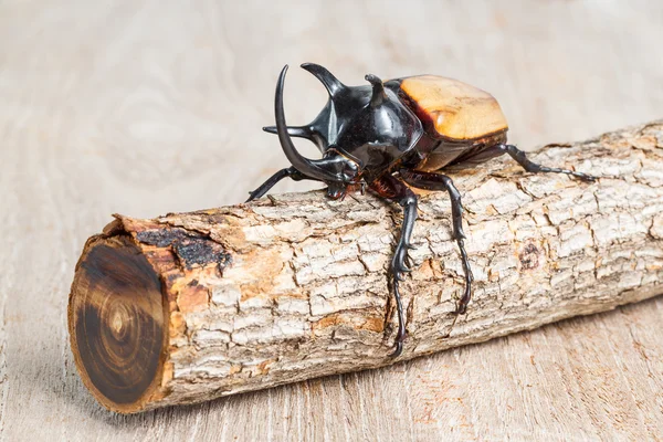 Yellow five horned beetle — Stock Photo, Image