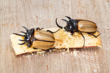 Beş boynuzlu böcek sarı