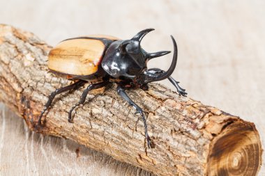 Beş boynuzlu böcek sarı