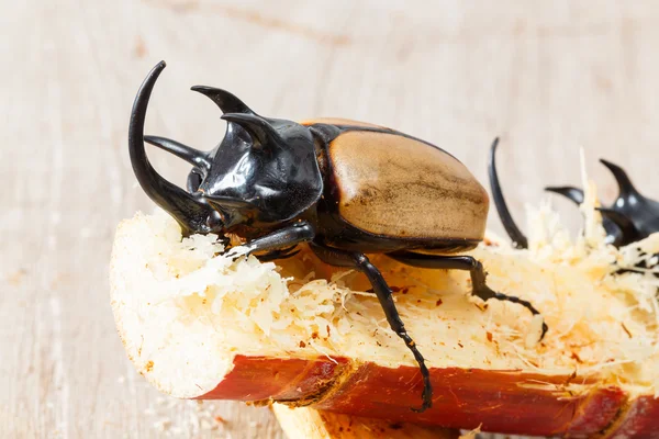 Beş boynuzlu böcek sarı