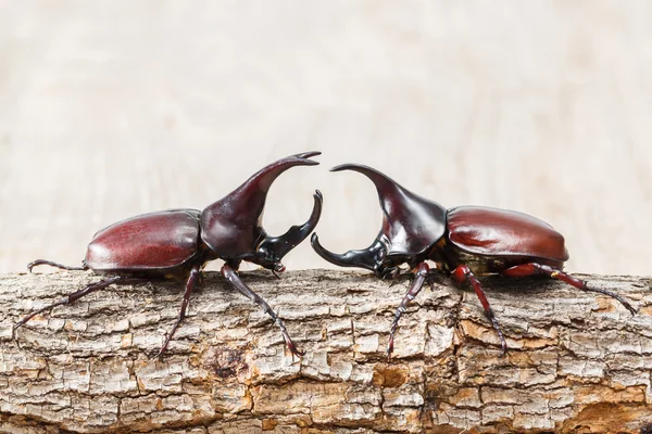 Fighting beetle — Stock Photo, Image