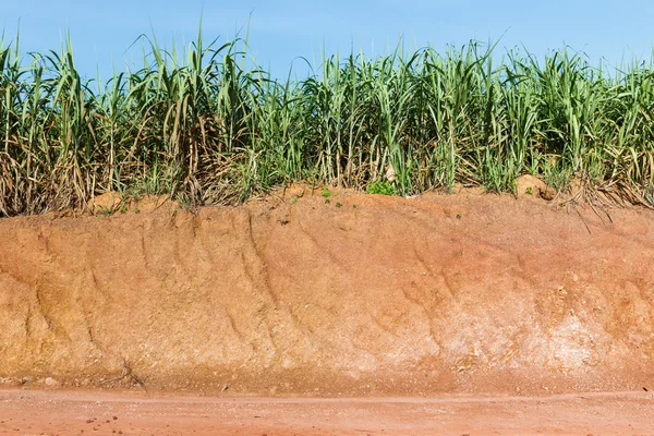 Laterit půdy a cukrové třtiny plantáže — Stock fotografie