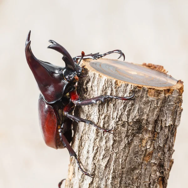 Escarabajo de la lucha — Foto de Stock