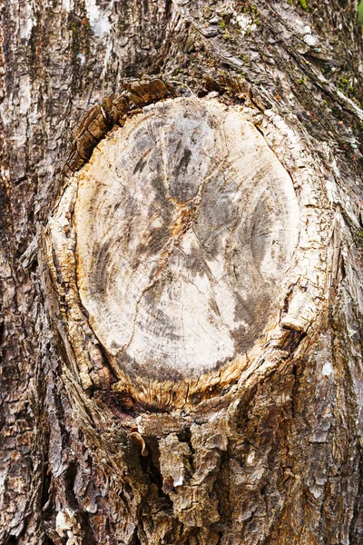 Corteccia d'albero — Foto Stock