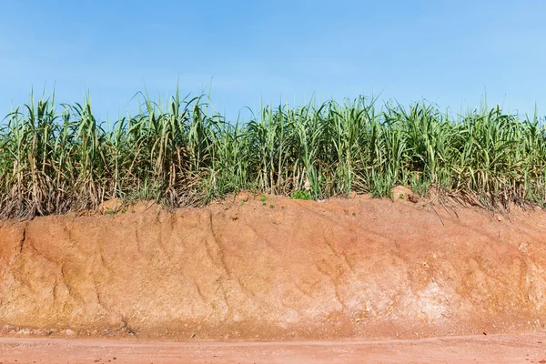 Sol latéritique et plantation de canne à sucre — Photo