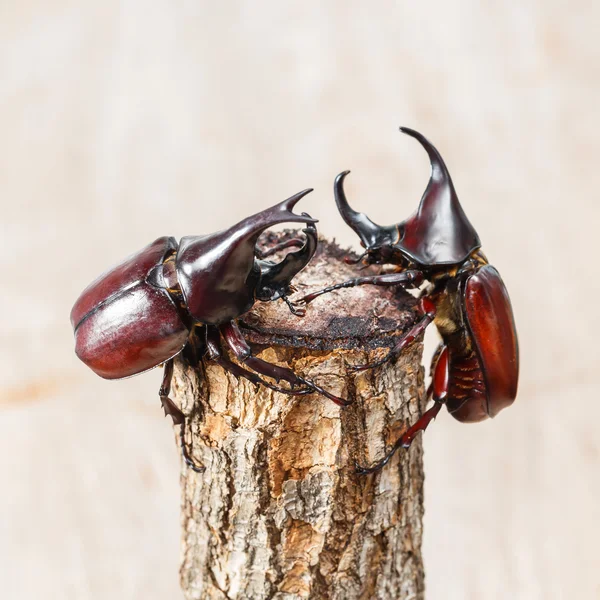 Escarabajo de la lucha — Foto de Stock