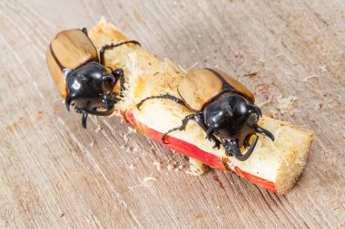 Beş boynuzlu böcek sarı