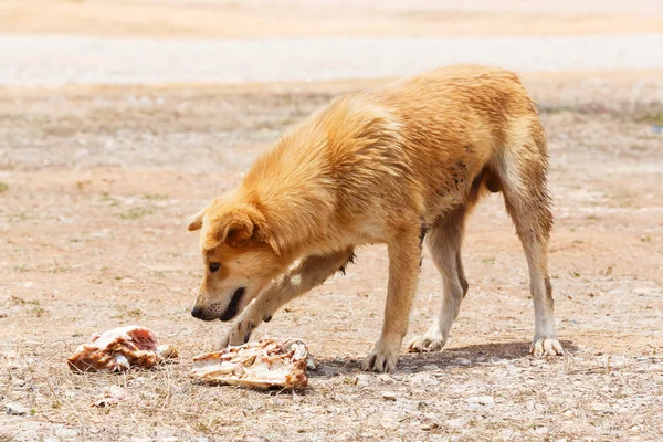 Câine vagabond — Fotografie, imagine de stoc
