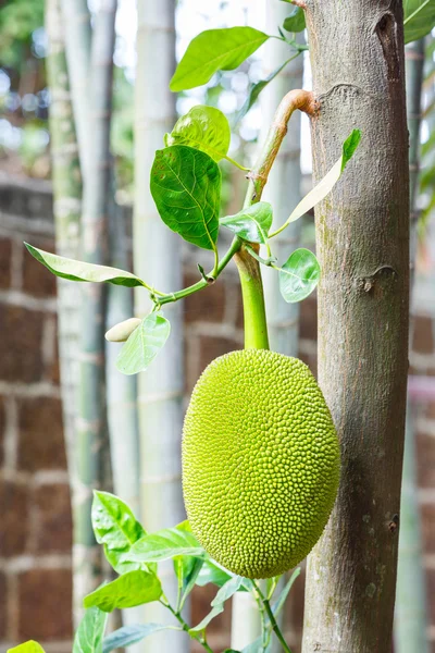 Jackfruit — Stock Photo, Image