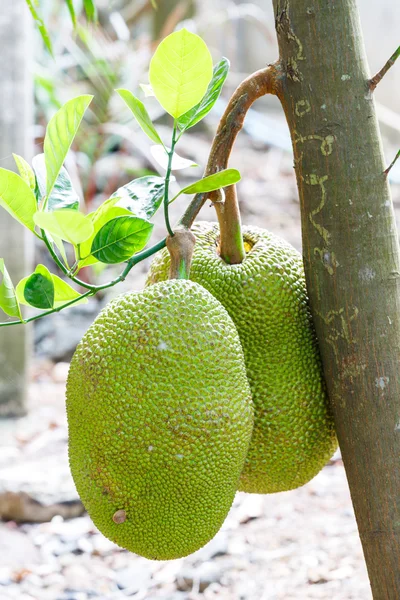 Jackfruit — Stock Photo, Image