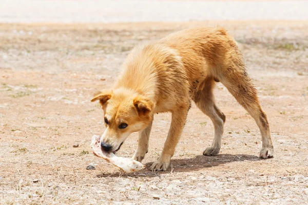 Stray dog — Stock Photo, Image