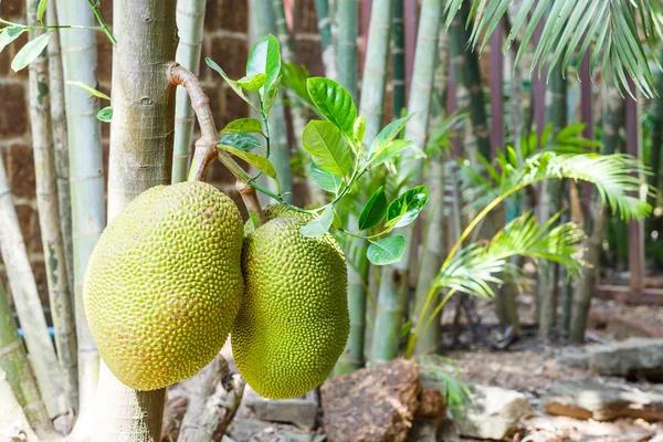 Jackfruit — Stock Photo, Image