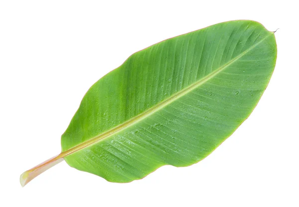 Banana leaf — Stockfoto