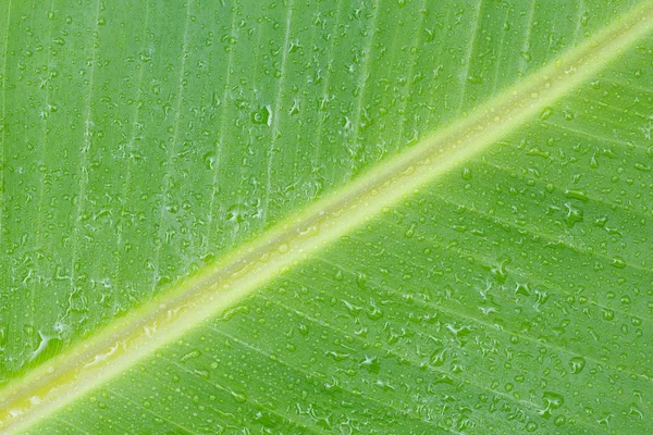 Foglia di banana — Foto Stock