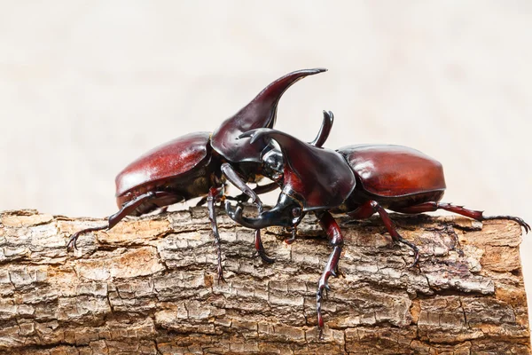 Fighting beetle — Stock Photo, Image