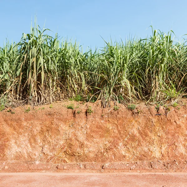 Suelo laterítico y plantación de caña de azúcar — Foto de Stock