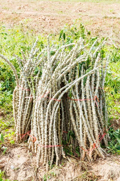 Cassava — Stock Photo, Image