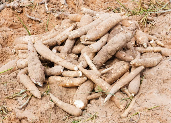 Cassava — Stock Photo, Image