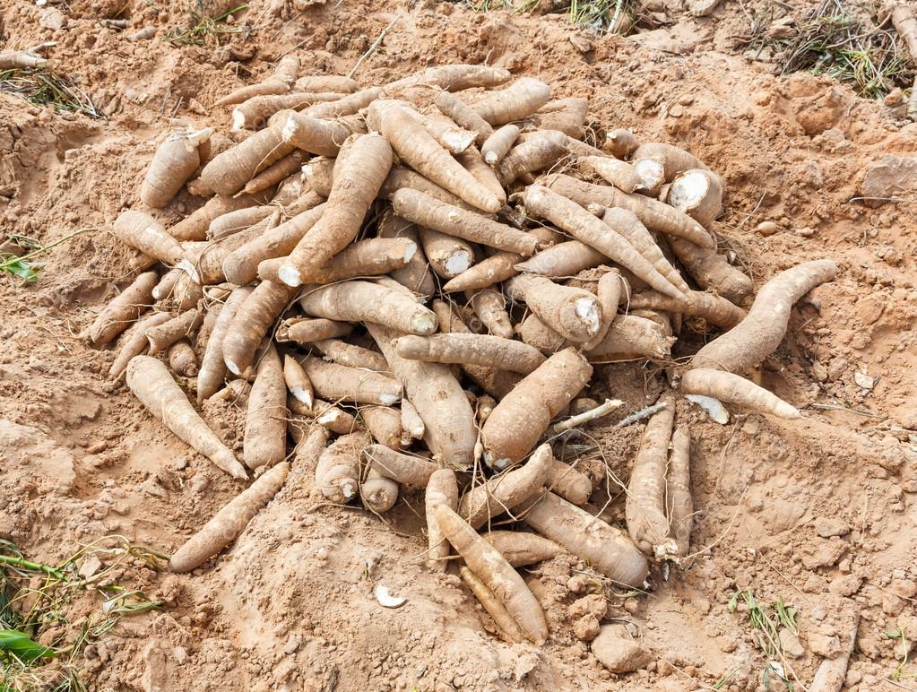 Cassava Stock Photo by ©smuayc 59920443