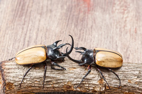 Scarabeo cornuto giallo cinque — Foto Stock