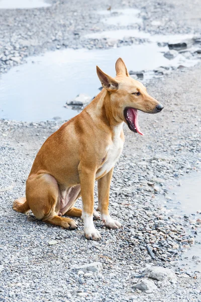 வீணான நாய் — ஸ்டாக் புகைப்படம்