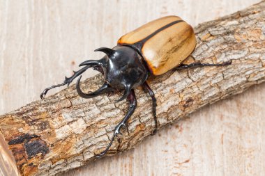 Beş boynuzlu böcek sarı