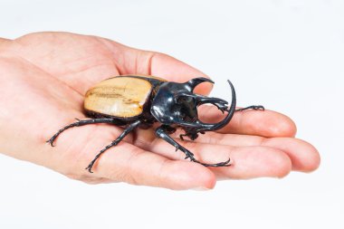 Beş boynuzlu böcek sarı