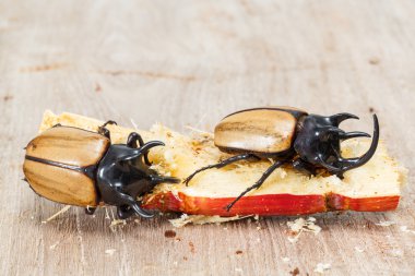 Beş boynuzlu böcek sarı