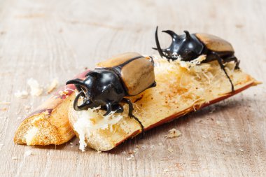 Beş boynuzlu böcek sarı