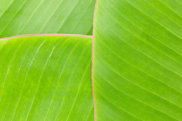 Foglia di banana — Foto Stock