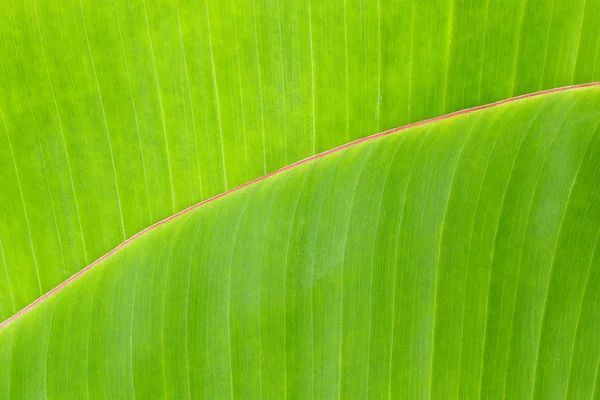 Foglia di banana — Foto Stock