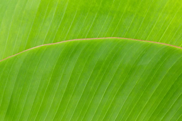 Bananenblatt — Stockfoto