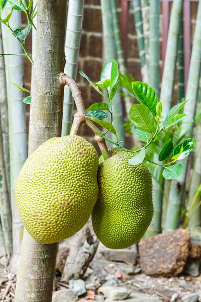 Jackfruit — Stock Photo, Image