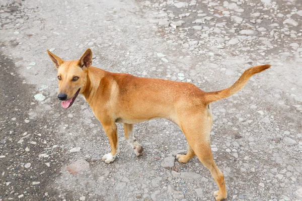 Straßenhund — Stockfoto