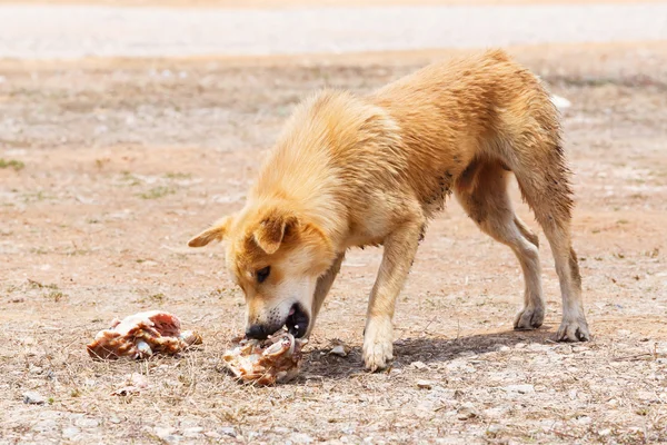 Câine vagabond — Fotografie, imagine de stoc