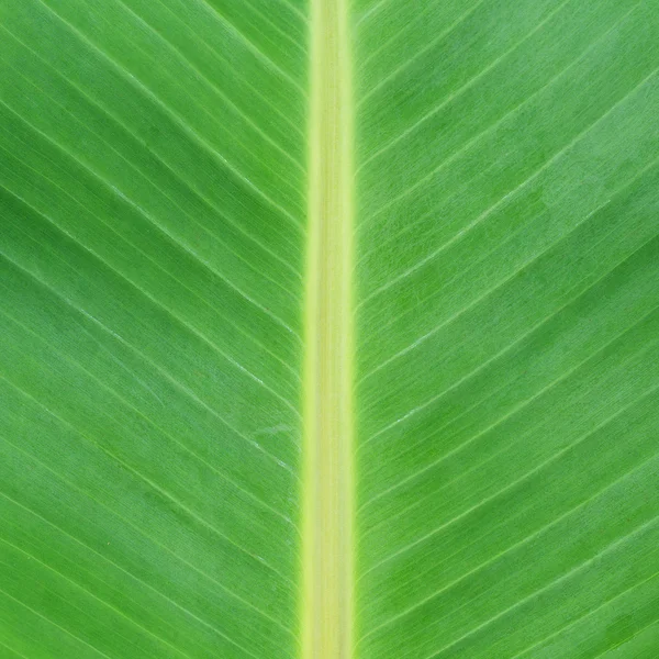 Banánový list — Stock fotografie