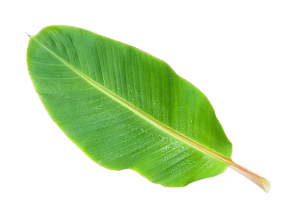 Banana leaf — Stockfoto