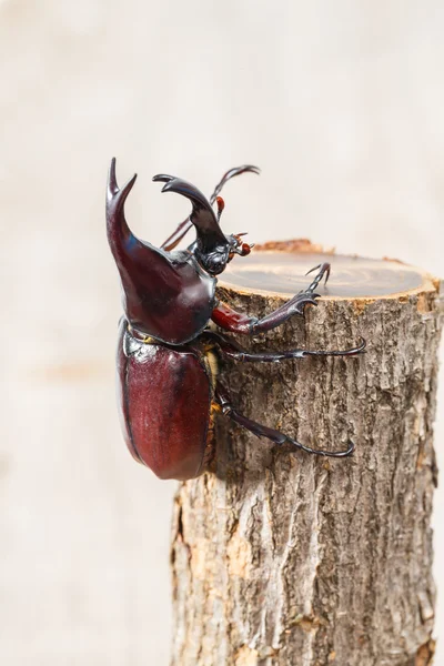 Fighting beetle — Stock Photo, Image