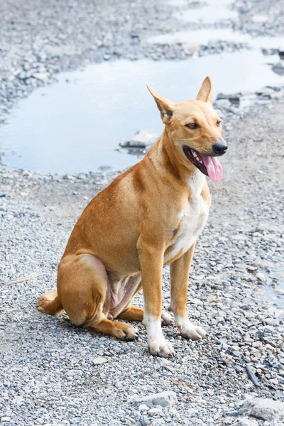 Straßenhund — Stockfoto