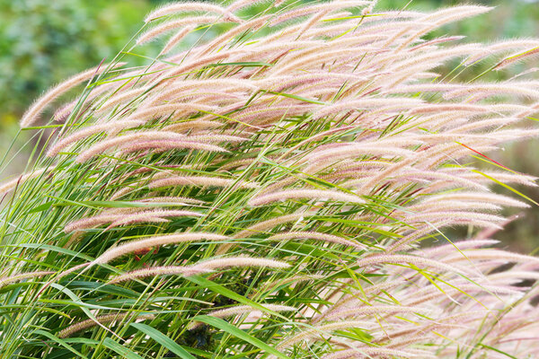 Fountain grass
